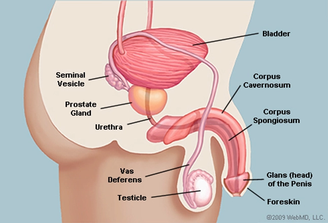 The Penis Human Anatomy Diagram Function Conditions