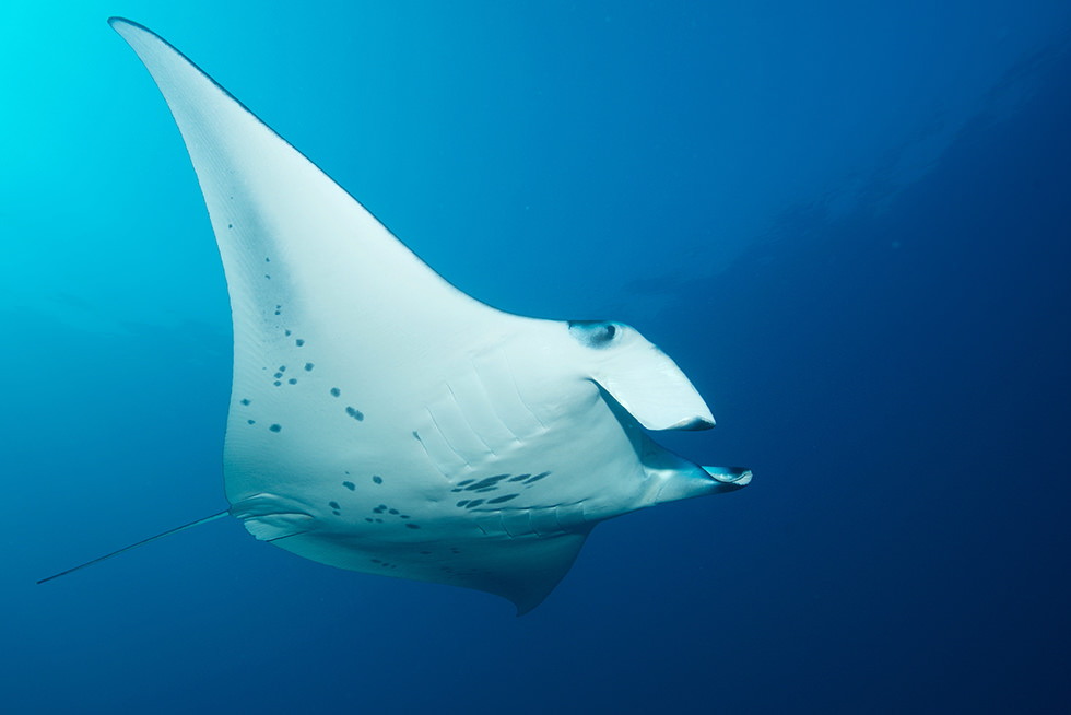 Everything You Need To Know About Diving With Manta Rays