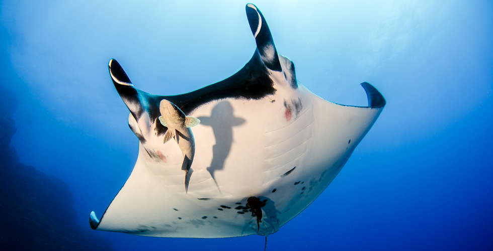 Diving With Manta Rays In Socorro Mexico Diviac Magazine