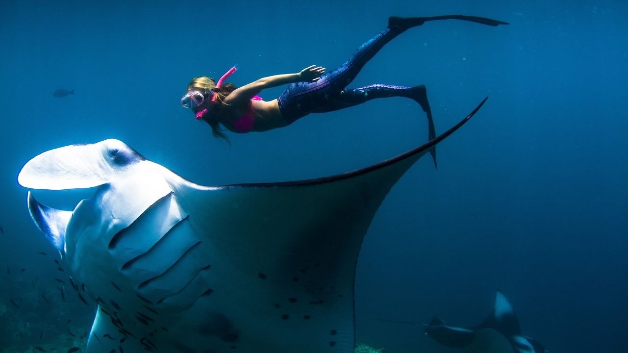 Swim With Manta Rays In Nusa Lembongan From Bali