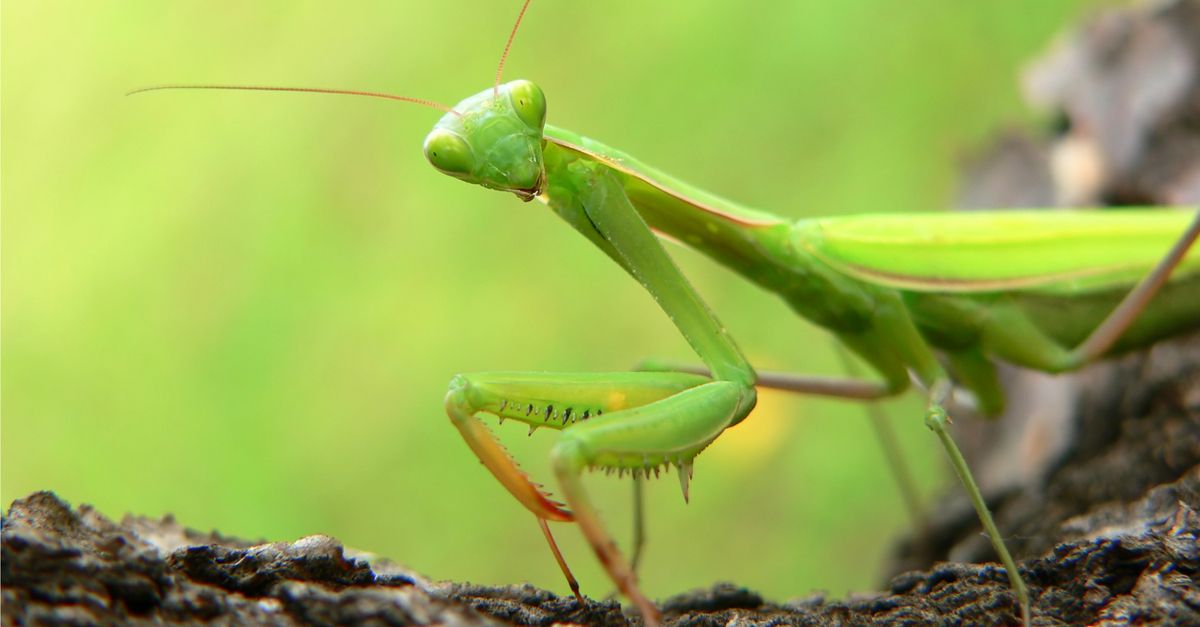 Does A Female Praying Mantis Always Eat Her Mates Head