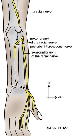 Entrapment Syndromes Of The Radial Nerve Musculoskeletal Key