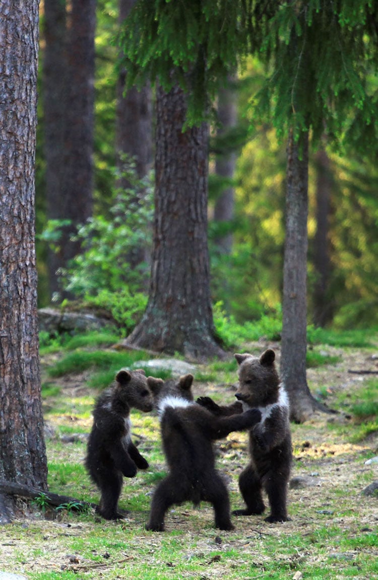 Teacher Snaps Magical Dancing Bear Photos In The Finnish Forest