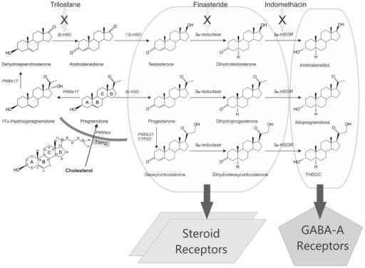 Biosynthesis And Targets Of Steroid Hormones And Neuros