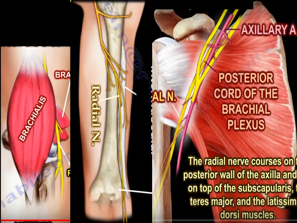 Anatomy Of The Radial Nerve —