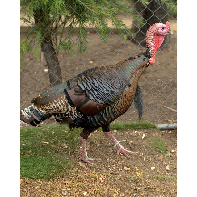 Gobbles Female Turkey In Nsw Petrescue