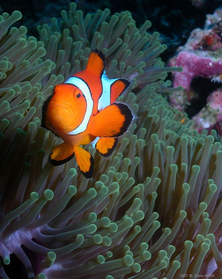23 Best Images About Percula Clownfish On Pinterest Lps Saltwater