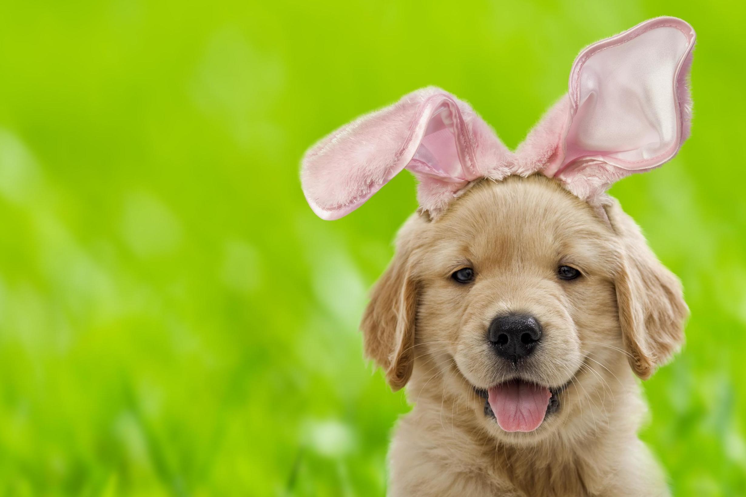 Easter What You Should Know About Letting Your Dogs Eat
