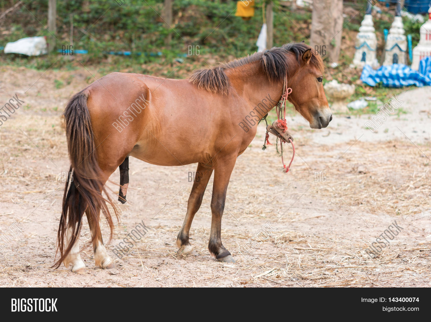 Penis Horse Image And Photo Free Trial Bigstock