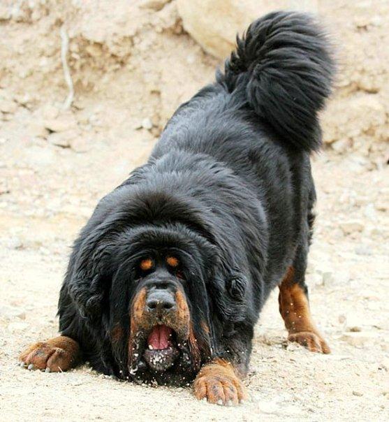 Tibetan Mastiff Dogs Latest Information And Pictures All Wildlife