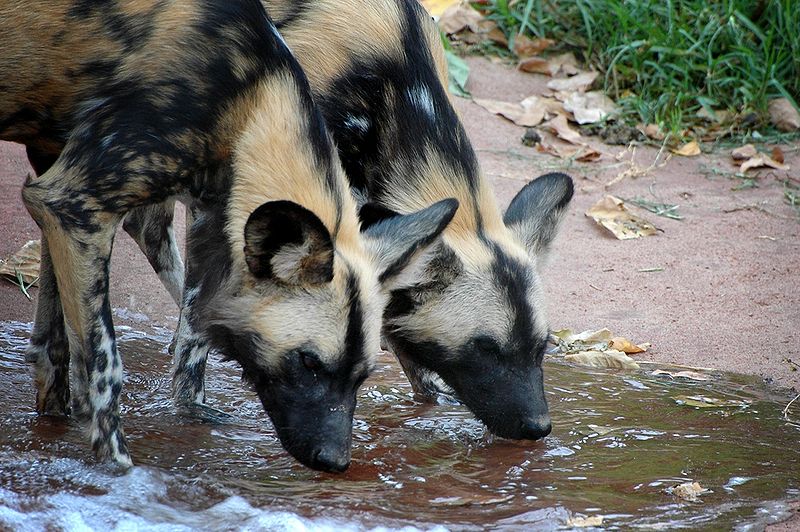 The Jungle Store African Wild Dogs