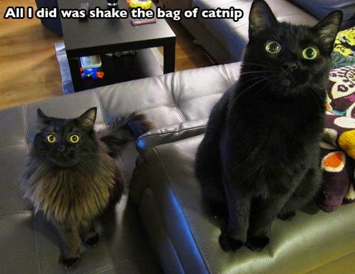 Funny Crazy Cats On A Catnip Overdose